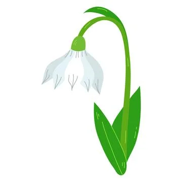 Beautiful vector snowdrops. First spring flowers.Snowdrops blossoming throu.. Stock Illustration
