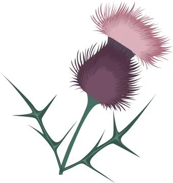 Beautiful vector thistle print for shoppers, mugs, notebooks, posters, T-shir Stock Illustration