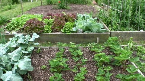 A beautiful vegetable garden Stock Footage 98406