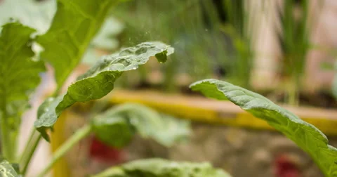 Beautiful vegetables like a garbbage and some spices planted in the backyard Stock Footage 56956084