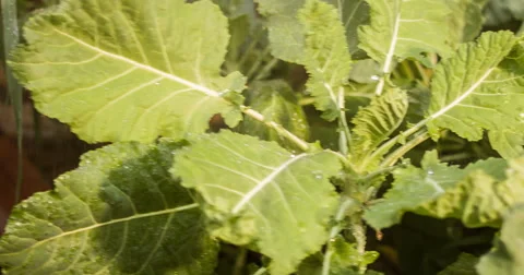Beautiful vegetables like a garbbage and some spices planted in the backyard Stock Footage 57250409