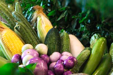 Beautiful vegetables Stock Photos