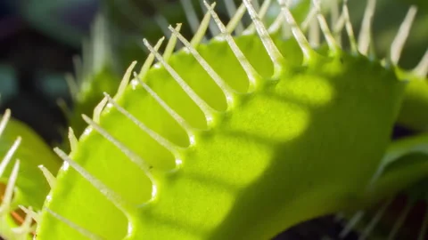 Beautiful venus fly trap closing its leaf, macro of green venus fly trap in 4k Stock Footage 149184935