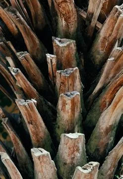 A beautiful vertical close-up view of the cut bases of palm tree petioles. 库存照片