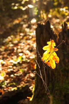 A beautiful vertical shot capturing a single oak leaf in its vibrant yellow.. Stock Photos