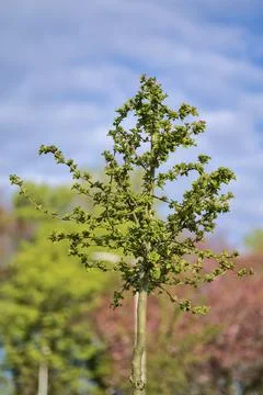Beautiful vertical spring view of young tree with fresh spring leaves, Dublin Stock Photos