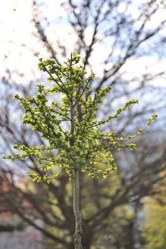 Beautiful vertical spring view of young tree with fresh spring leaves, Dublin Stock Photos