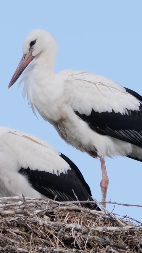 Beautiful vertical view of two wild white storks inside a massive nest in su Stock Footage 340598046
