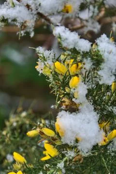 Beautiful vertical view of winter gorse (Ulex) wild yellow flowers Stock Photos