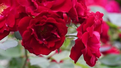 Beautiful vibrant deep red roses blossoming at cloudy day in garden. macro backg Stock Footage 341697281