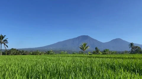 Beautiful Vibrant Green Rice Fields with Majestic Mountain in Bali Stock Footage 336696481