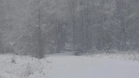 Beautiful video of fresh snow falling in a dense forest Video stock 321746324