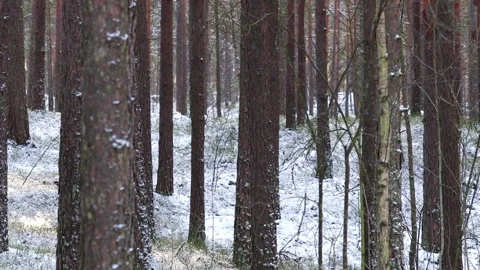 Beautiful video of fresh snow falling in a dense forest Stock Footage 321746380
