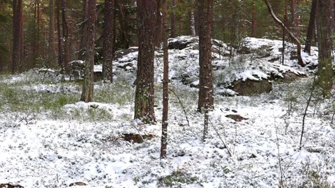Beautiful video of fresh snow falling in a dense forest Stock Footage 321746484