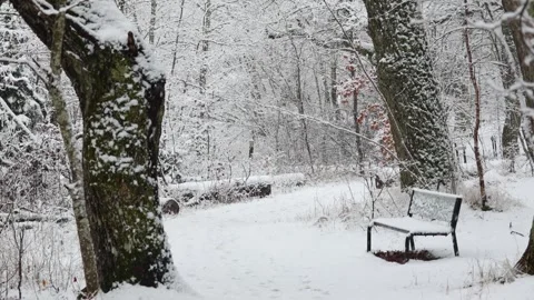 Beautiful video of fresh snow falling in a dense forest Stock Footage 321746547