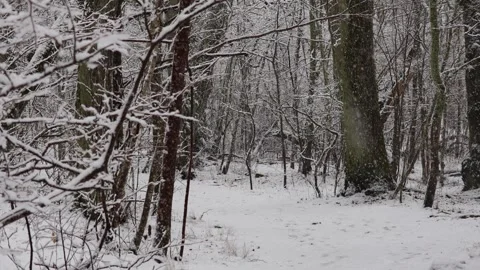 Beautiful video of fresh snow falling in a dense forest Stock Footage 321746548