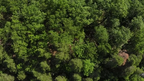 Beautiful video over the tops of pine forest. Stock Footage 132501767