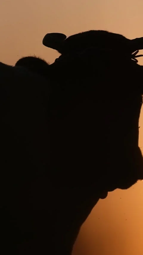 A beautiful video of the silhouette of a cow standing against the background of Stock-Footage 250383353