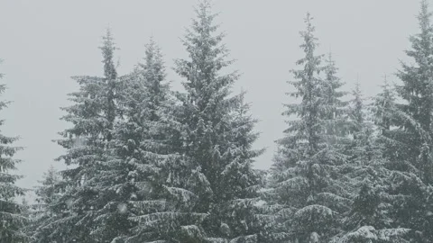 Beautiful video of snowing during winter time in frozen forest Stock Footage 221909948