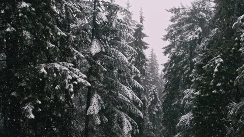 Beautiful video of snowing during winter time in frozen forest Stock Footage 221910000