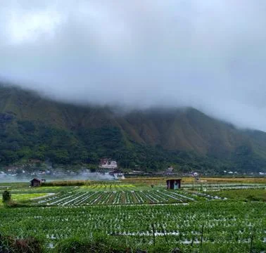 Beautiful View of agricultural fields in Sembalun Village, East Lombok, IDN Stock Photos