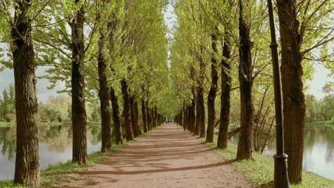 Beautiful view of the alley with a flat path and tall trees Stock Footage 134542435