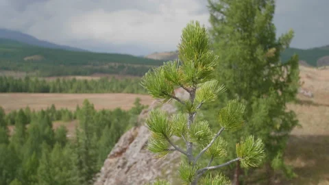 Beautiful view and trees Stock Footage 167368838