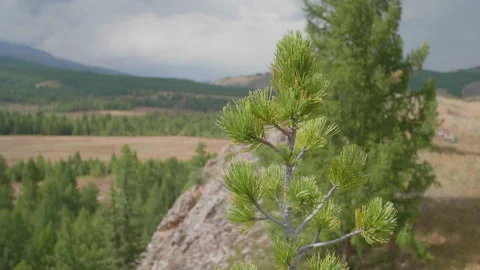 Beautiful view and trees Stock Footage 167483833