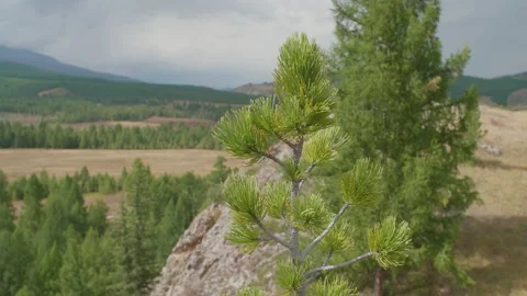 Beautiful view and trees Stock Footage 167620561