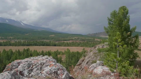 Beautiful view and trees Stock Footage 168156959