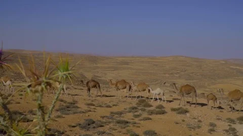 Beautiful view of Arab Man walking camels. Rallenty Stock Footage 103521455