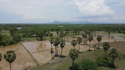 Beautiful view of asian rice fields surrounded by mountains and palm trees. Stock Footage 204120976
