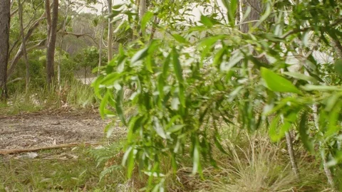 Beautiful View of Australian Beach Stock Footage 88069167