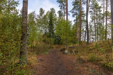 Beautiful view of autumn forest path surrounded by tall pine and birch trees. Stock Photos