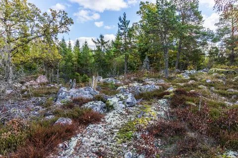 Beautiful view of autumn forest with pine and spruce trees, lichen-covered rocks Stock Photos