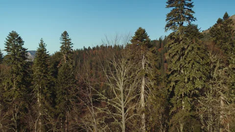 Beautiful view of the autumn forest under the sky with no clouds. there are Stock Footage 204048360