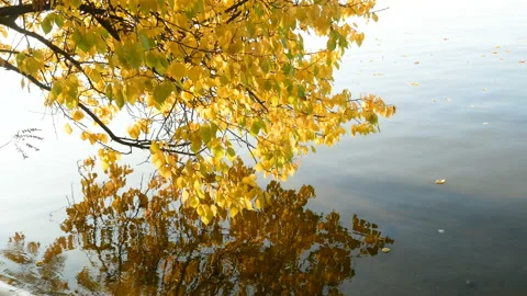 Beautiful view of autumn tree bent over the river and its reflection Видео 118739604