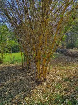 Beautiful View Of Bamboo ( Vas, Bas) Tree In Garden Stock Photos