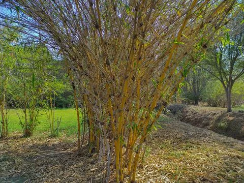 Beautiful View Of Bamboo ( Vas, Bas) Tree In Garden Stock Photos
