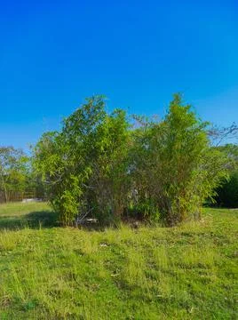 Beautiful View Of Bamboo ( Vas, Bas) Tree In Garden Stock Photos
