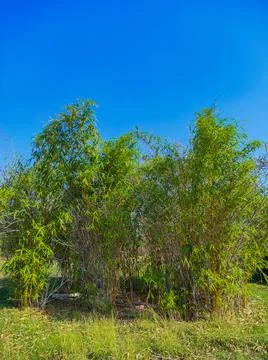 Beautiful View Of Bamboo ( Vas, Bas) Tree In Garden Stock Photos