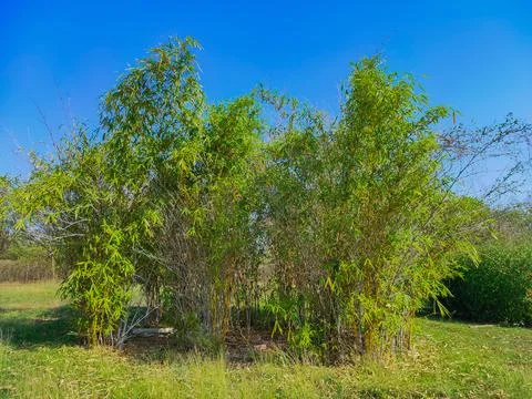 Beautiful View Of Bamboo ( Vas, Bas) Tree In Garden Stock Photos