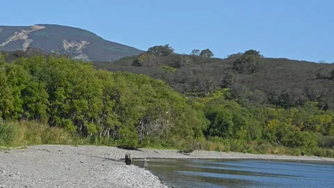 Beautiful view of bear walking along coast on Kamchatka Peninsula on summer day. Stock Footage 158995034