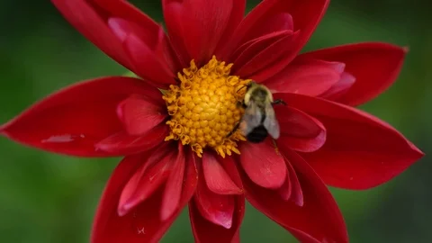 Beautiful view of a bee and a beautiful red flower close-up Stock Footage 125513637