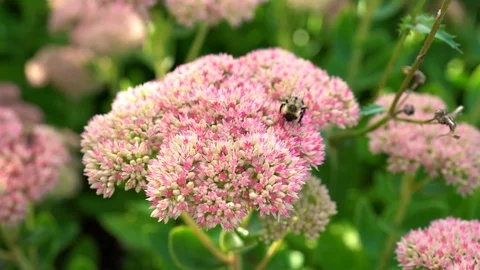 Beautiful view of bee and a pink flowers in the garden closeup Stock Footage 125514481