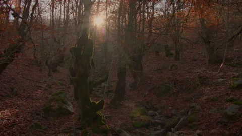 Beautiful view of beech forest in autumn. Point of view. Stock Footage 253502695