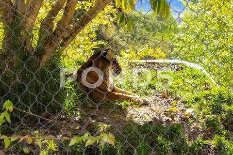 Beautiful view of Bengal Tiger. Wild animals in a zoo. Natural landscape. Stock Photos
