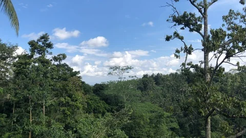 Beautiful view between palm trees on hill slope. Bali Pulina, Tegallalang Vidéo 108205807