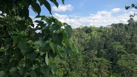 Beautiful view between palm trees on hill slope. Bali Pulina, Tegallalang Vidéo 108205898