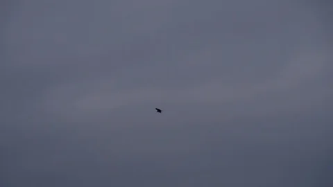 Beautiful view of bird Flying in the sky Stock Footage 106510522